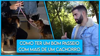 COMO TER UM BOM PASSEIO COM MAIS DE UM CACHORRO