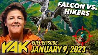 Kate's Forming an Army of Falcon Assassins | The Yak 1-9-23