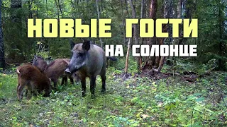 Новые гости на солонце.