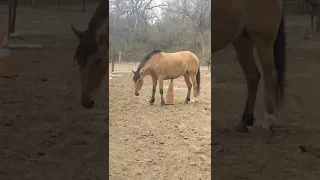 Moondancer the mustang using a cone to scratch her tummy #mustang #horse #funnyvideo #scratch