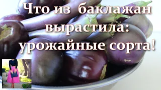 Самые урожайные! Самые вкусные! Сорта баклажанов, которые я выращиваю в открытом грунте