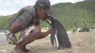 Penguin Swims 8,000KM Every Year To See The Man Who Saved His Life