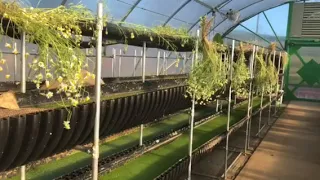 Biogarden for organic duckweed production; varieties for human consumption, fish or livestock feed