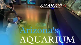 Beautiful Aquarium TWIN | KIDS with SHARKS, STINGRAYS and EELS