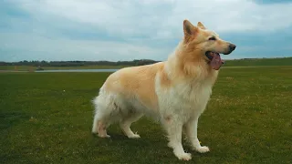 White German Shepherd dog playing and running - Alsation
