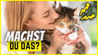 7 Dinge, die 93% aller Katzenhalter komplett falsch machen