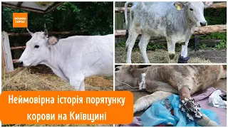 Неймовірна історія порятунку корови на Київщині
