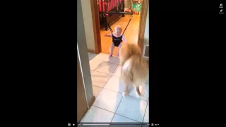 собака очень смешно учит ребенка прыгать