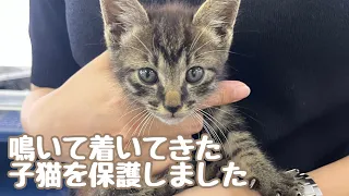 仕事の合間に鳴いて着いてきた子猫を保護しました