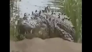 Lion vs Crocodile , lions attack crocodile fight to death
