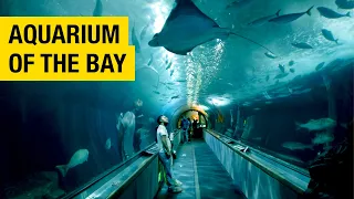 Dive into the Deep: An Adventure at Aquarium of the Bay in San Francisco