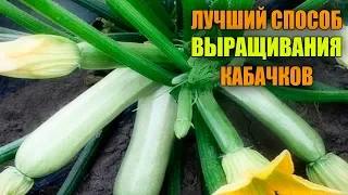 ЗАПОМНИТЕ ЭТОТ СПОСОБ ПОСАДКИ КАБАЧКОВ! СУПЕР УРОЖАЙ ГАРАНТИРОВАН!