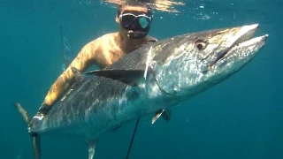 Spearfishing a 65 pound Kingfish (Spanish Mackerel)