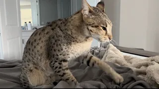 Big F2 Savannah Cat Kumba Is Making Some Serious Biscuits. He’s So Cute.