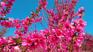 Spring in Spain, Peach Blossom 🌸 2HR Ambient Nature Film + Soothing Music [4K 60fps]