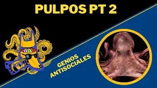 Pulpos: Maestros que no aprenden de nadie | Ep 27 | CULTURA COLMILLUDA