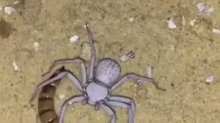 Adult Female Sicarius Terrosus ( Six Eyed Sand Spider ) Feeding