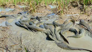 amazing fishing! A fisherman Catch Fish a lot in rice field Catch by hand after Spilling water