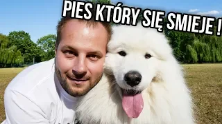 CIEKAWOSTKI O HODOWLI SAMOYEDA W DOMU