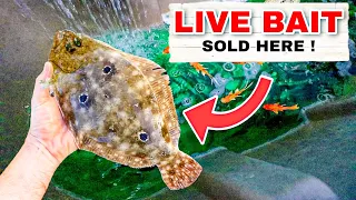 RESCUED FLOUNDER TRAPPED IN BAIT SHOP ! CAN WE SAVE HIM ?!