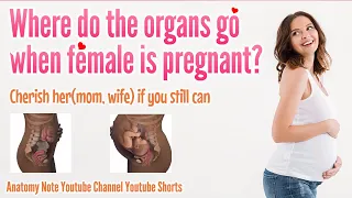 Pregnancy women internal organs displacement | Cherish her (Mom, wife) if you still can #shorts 💙