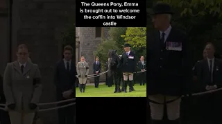 #Shorts The Queens Pony, Emma is the final resting place of our beloved Queen #thequeen