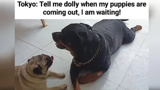 #animal #pug #rottweiler #pregnancy #dogpregnancy #dog #trending #katchisera