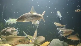 Tor mahanadicus feeding on pellets