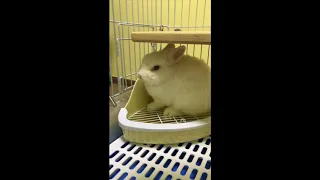 Funny rabbit angry sneezing grunting (tune up volume to hear)