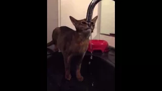 Cat drinking water in slow-mo