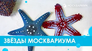 Звёзды Москвариума