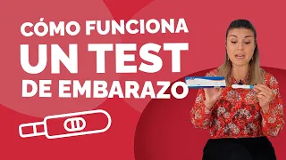 TEST DE EMBARAZO ¿Cómo funciona? ¿Es fiable? Cómo hacer una PRUEBA DE EMBARAZO de orina paso a paso