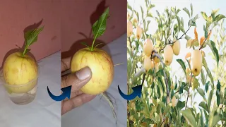 How to Growing Apple fruit and pear fruit With Red onion Eggs to be single tree!  #garden #apple