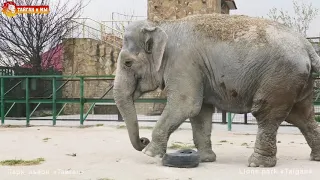 Слониха Дженни ТРУБАДУР и ФУТБОЛИСТ! Тайган. Elephant footballer in Taigan.