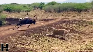 Не на Того Нарвался / Случаи с Животными Снятые на Камеру