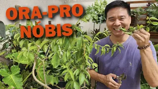 Dicas de Cultivo da Ora Pro Nobis - E como fazer mudas