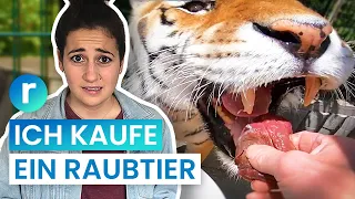 Tiger als Haustier: Geht das in Deutschland? | reporter