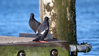 Pigeon Guillemot Courtship Circling