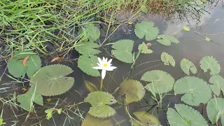 white water Lily #waterLily