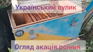 Оглядаємо Український вулик, роїння