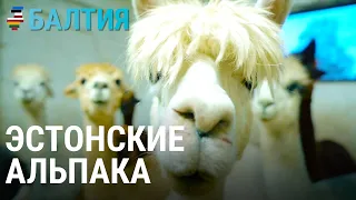 Как стать главным в стаде альпака | БАЛТИЯ