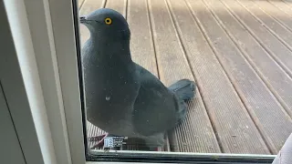 Christmas Island Imperial Pigeon - Stalking me relentlessly