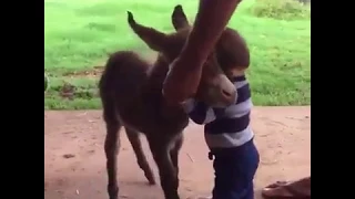 Watch the Love between human and animals