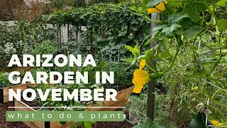 ARIZONA GARDEN in NOVEMBER: What TO DO & PLANT