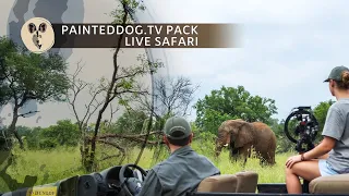 LIVE Safari Sponsored by the Painteddog.tv Pack | 27 May 2024