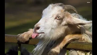 funniest Talking Goats videos/funny goat compilation/funny animal world/2018