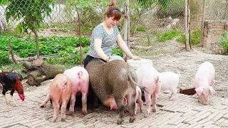 Use Harvest Money To Buy A Herd Of Pigs To Raise, Increase Farm Production, Cooking With Smoked Duck