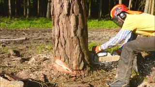 Forest job / Těžba krajových borovic - Stihl 462 #362