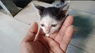 Amazing my smart kitten