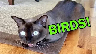 Burmese Cats Chattering and Talking about Birds! Cute & Funny!
